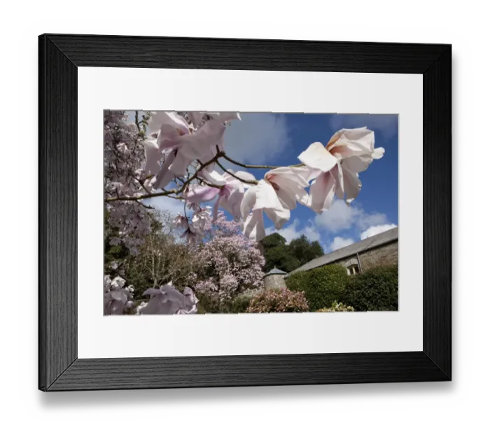 Framed Print : Caerhays Castle with its Magnolias and Camellias. 1 Framed Print : Caerhays Castle with its Magnolias and Camellias. 1