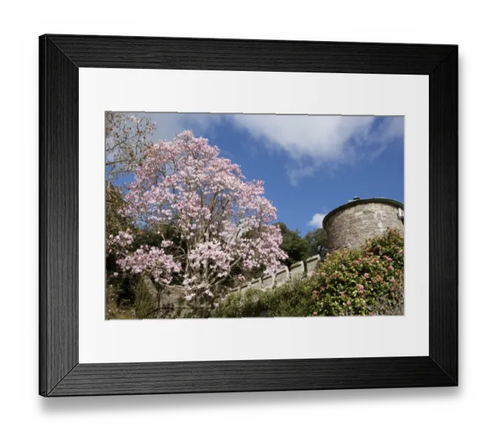 Framed Print : Caerhays Castle with its Magnolias and Camellias. 3 Framed Print : Caerhays Castle with its Magnolias and Camellias. 3