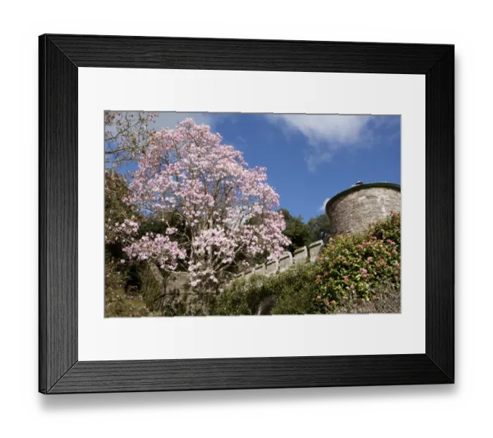 Framed Print : Spring Time at Caerhays Castle with its Magnolias and Camellias Framed Print : Spring Time at Caerhays Castle with its Magnolias and Camellias