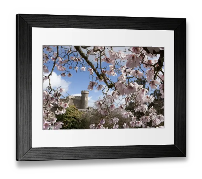 Framed Print : Caerhays Castle with its Magnolias and Camellias. 4 Framed Print : Caerhays Castle with its Magnolias and Camellias. 4