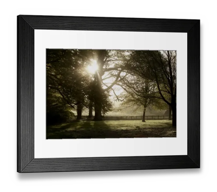 Framed Print : Early morning trees Framed Print : Early morning trees