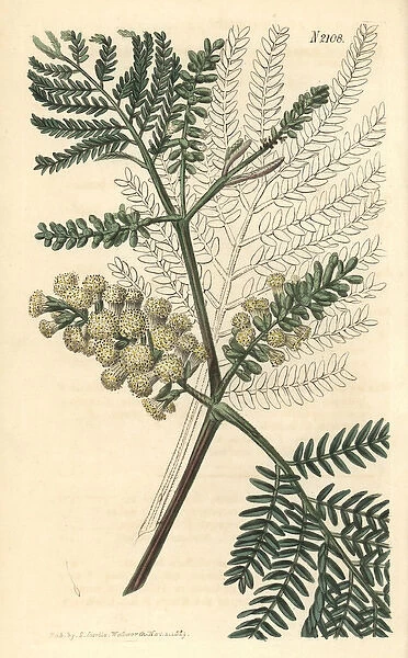 Two-spiked acacia, Acacia lophantha