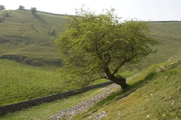 Old hawthorn tree in Millersdale, Peak District National Park; Derbyshire