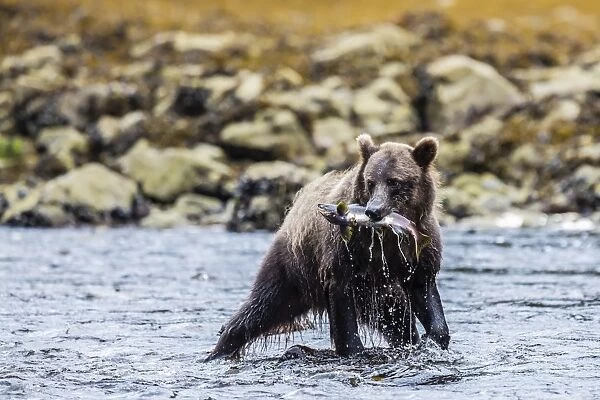 Young brown bear (Ursus arctos) fishing for pink salmon at low tide in Pavlof Harbour, Chichagof Island, Southeast Alaska, United States of America, North America