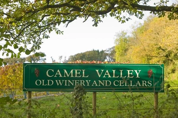The Camel Valley Vineyard near Bodmin cornwall UK As UK temperatures warm up agriculture is changeing making conditions more suitable for growing
