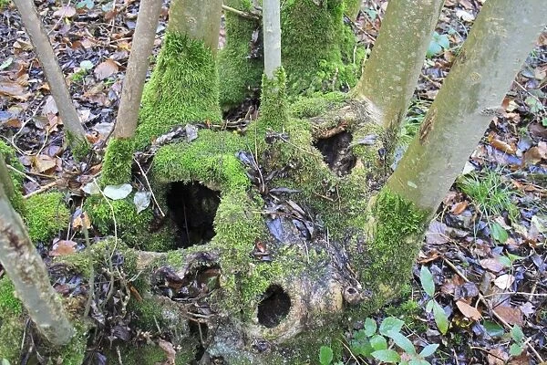 Small-leaved Lime (Tilia cordata) close-up of coppiced stool with moss, in coppice woodland reserve