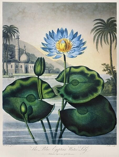 THORNTON: WATER LILY. The Blue Egyptian Water Lily (Nymphaea caerulea Savigny). Engraving by Joseph Constantine Stadler after a painting by Peter Henderson for The Temple of Flora, by British botanist Robert John Thornton, 1804
