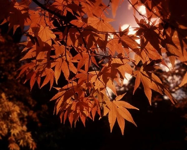 Autumn colour