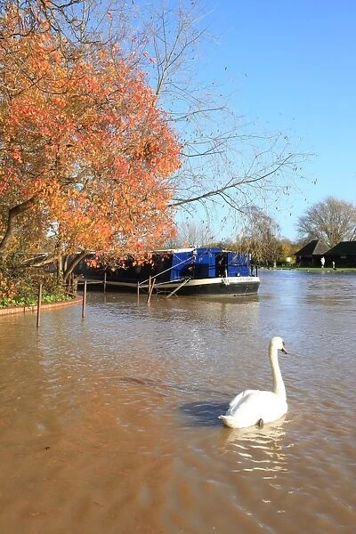 Autumn swan. A swan on the river in late autumn at Stratford upon Avon