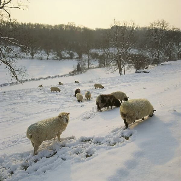 Bagendon. Sheep in a field in the Cotswold hamlet of Bagendon after a fall of snow