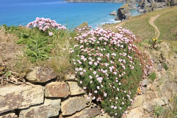 Framed Print : The Bedruthan Steps