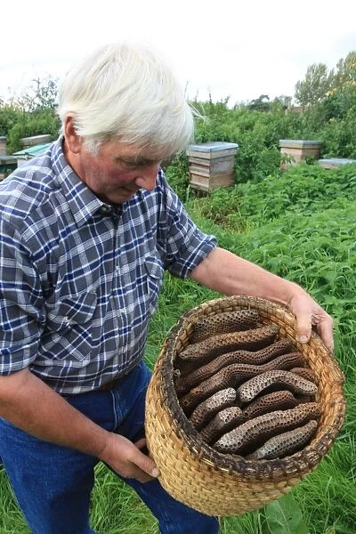 Bee Skeps. Farmer David Chubb with his bees he's holding a skep with the