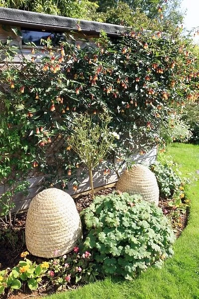 Bee Skeps. Bee-Skeps which are bee hives made