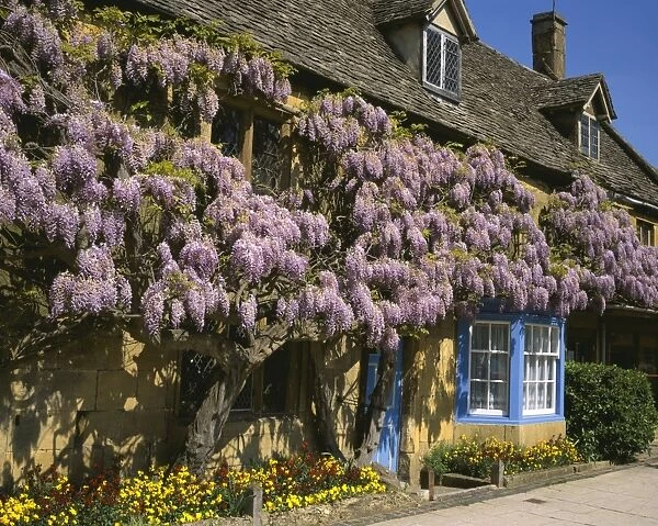 BROADWAY. Wisteria on the walls of a cottage in the cotswold town of Broadway