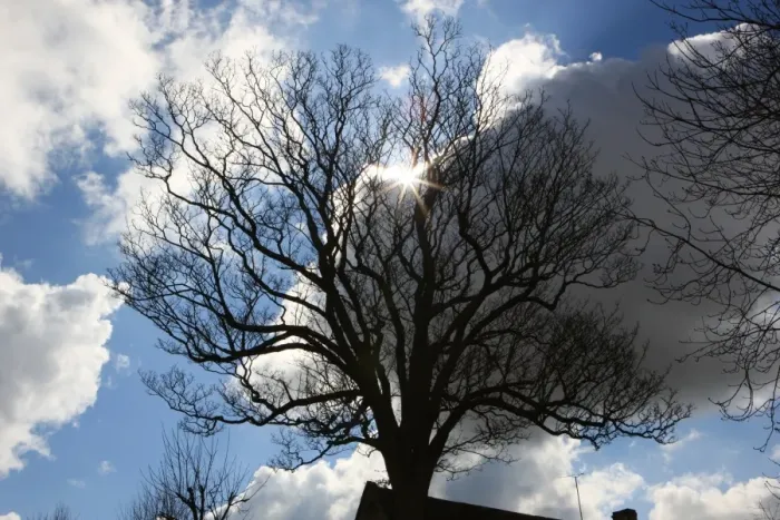 Framed Print : Burford. A tree in the church yard in the cotswold town of Burford with the sunburst