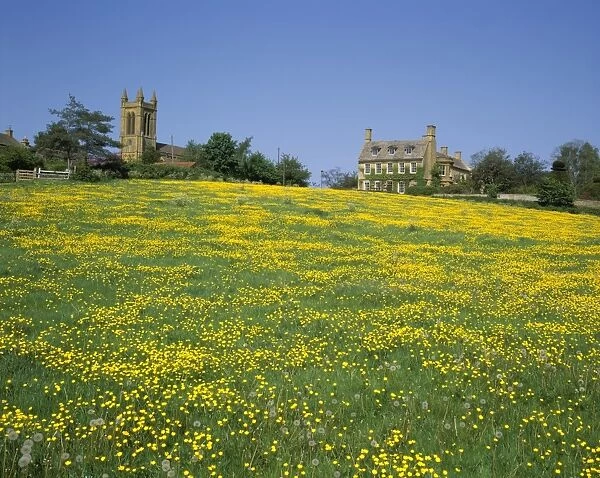 Buttercups. A field of Buttercups in the cotswolds at Broadway on a spring day