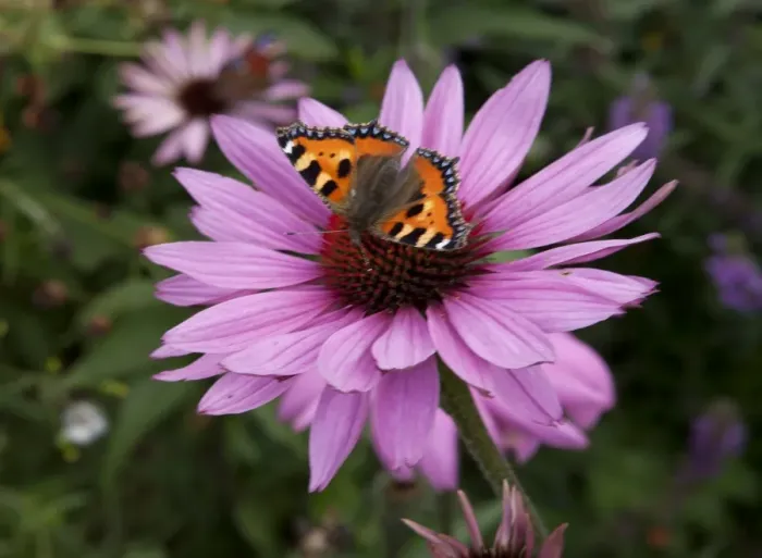 Framed Print : Butterfly ( red admiral ) feeding on Echinacea (Purpurea Pow Wow ) on a summers day in garden in Cornwall