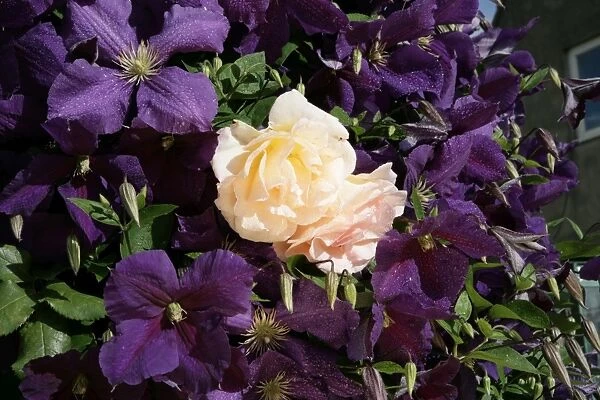 Clematis. A cottage garden in the cotswolds with Clematis ( Jackmani ) and a climbing Rose