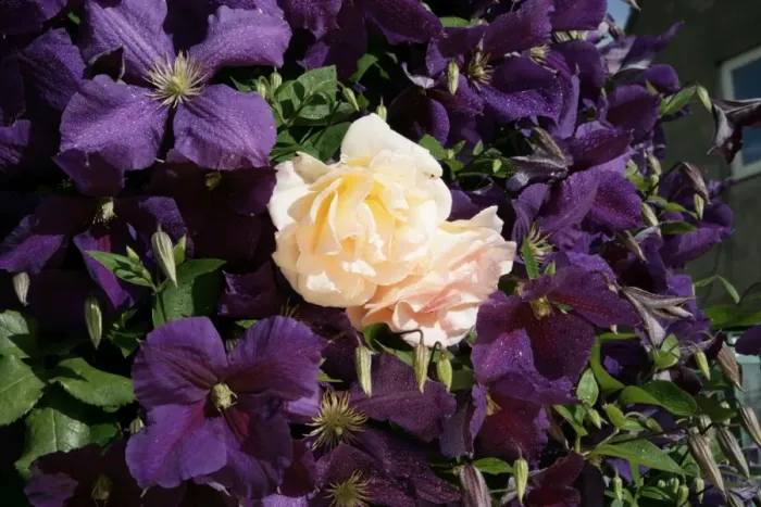 Framed Print : Clematis. A cottage garden in the cotswolds with Clematis ( Jackmani ) and a climbing Rose Framed Print : Clematis. A cottage garden in the cotswolds with Clematis ( Jackmani ) and a climbing Rose