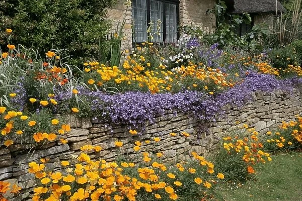 Cottage garden. A cottage garden in the cotswolds at Chipping Campden Glocestershire