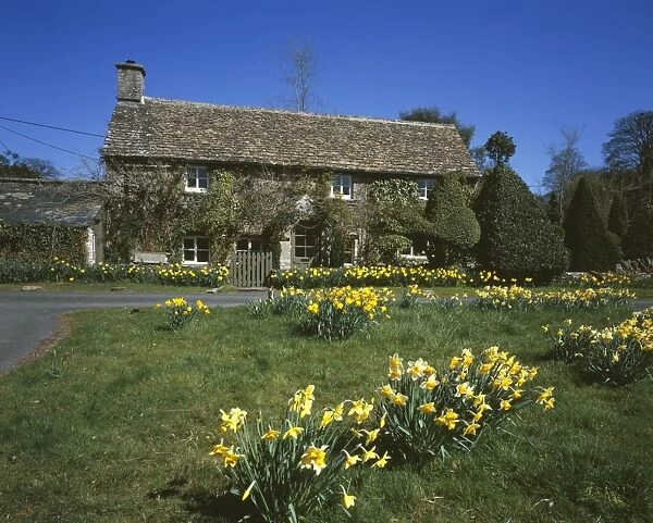 EASTLEACH. Daffodils in the Cotwolds Village of Eastleach Gloucestershire