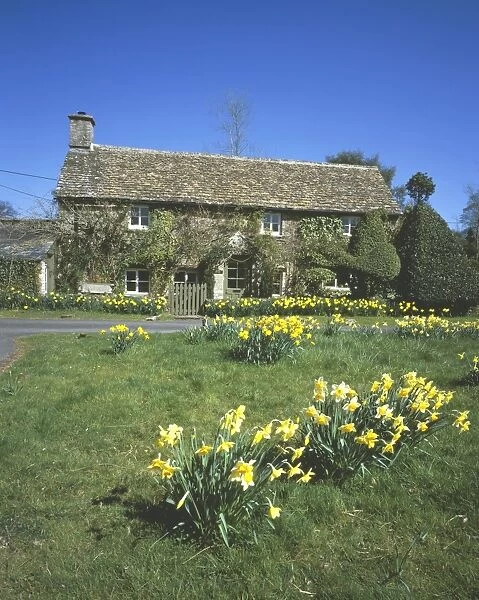 Eastleach. Daffodils in the cotswold village of Eastleach on a spring day