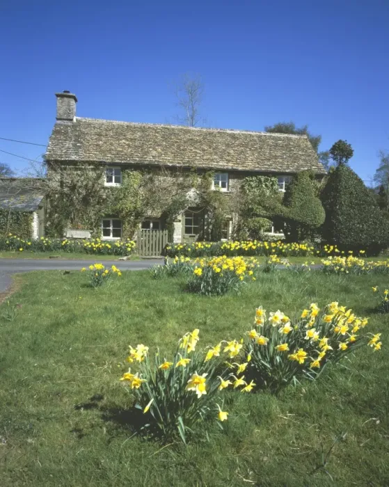 Framed Print : Eastleach. Daffodils in the cotswold village of Eastleach on a spring day Framed Print : Eastleach. Daffodils in the cotswold village of Eastleach on a spring day