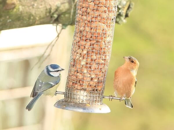 Feeding time for the birds in a garden near Looe