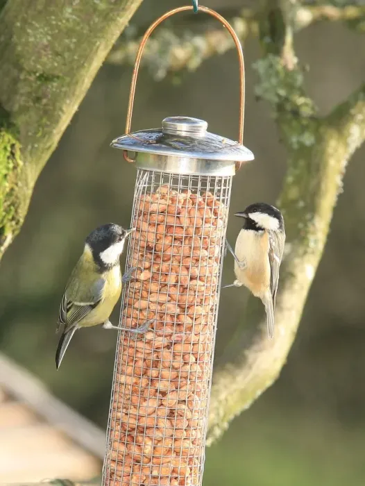 Framed Print : Tits. Feeding time for Tits in a garden near Looe Framed Print : Tits. Feeding time for Tits in a garden near Looe