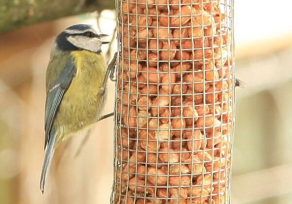 Tits. Feeding time for Tits in a garden near Looe