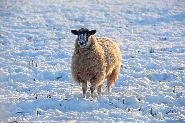 Sheep. A field covered in snow on cold winters day near the cotswold town