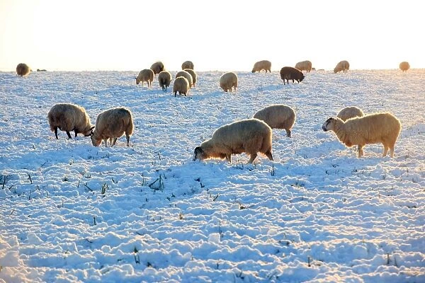 Sheep. A field covered in snow on cold winters day near the cotswold town
