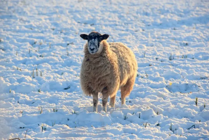 Framed Print : Sheep. A field covered in snow on cold winters day near the cotswold town Framed Print : Sheep. A field covered in snow on cold winters day near the cotswold town