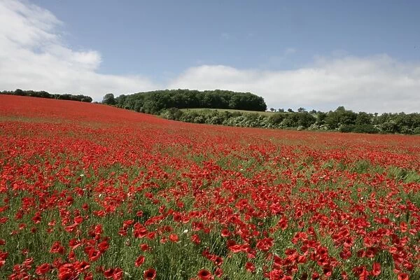 Poppy. A field of poppies in the Cotswold at Andoversford