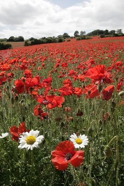 Poppy. A field of poppies in the Cotswolds at Andoversford