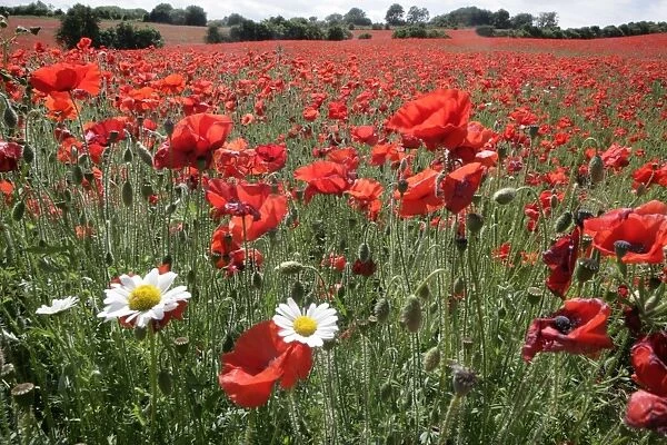 Poppy. A field of poppies in the Cotswolds at Andoversford