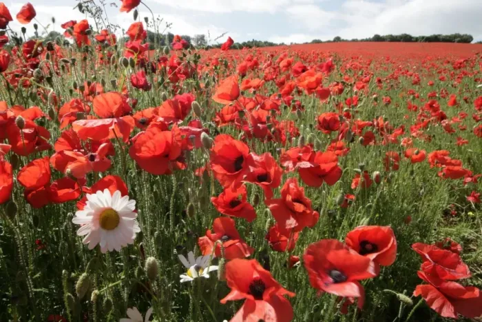 Framed Print : Poppy. A field of poppies in the Cotswolds at Andoversford Framed Print : Poppy. A field of poppies in the Cotswolds at Andoversford