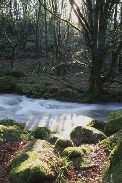 Golitha Falls. A winters day at the Golitha Falls on the Upper River Fowey