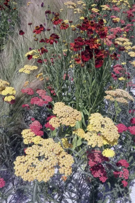 Framed Print : Hampton Court Flower Show