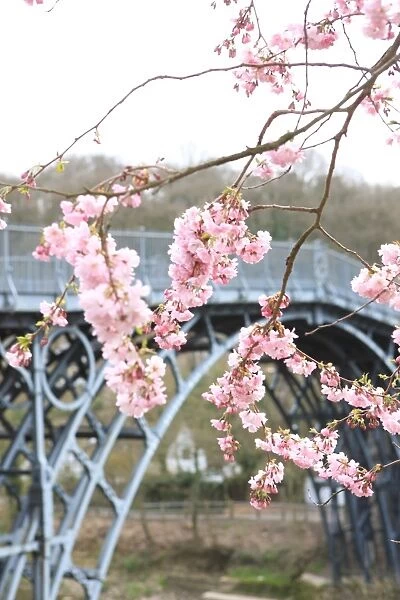 Ironbridge. Blossom on a tree beside the Iron Bridge over the river severn
