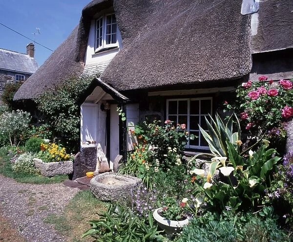 THE LIZARD. Cadgwith on the Lizard Cornwall on a Summers a Cottage with its Fine Garden