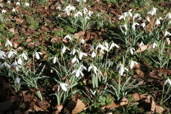 Framed Print : The National Collection of Snowdrops Framed Print : The National Collection of Snowdrops