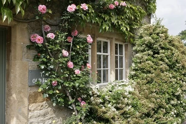 Oddington. Roses around the door of a cotswold cottage in the village of
