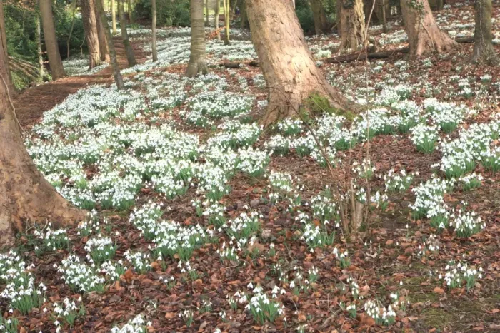Framed Print : Painswick. Woodland of Snowdrops, Painswick Rococo Gardens Framed Print : Painswick. Woodland of Snowdrops, Painswick Rococo Gardens