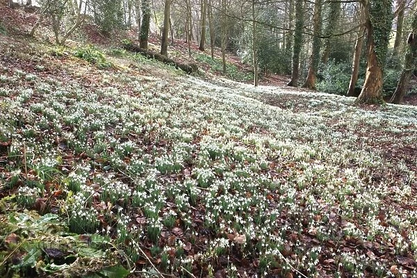 Painswick. Woodland of Snowdrops, Painswick Rococo Gardens, Gloucestershire