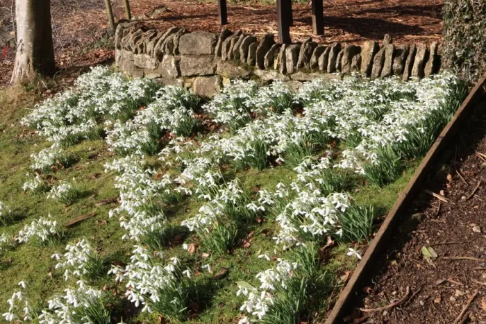 Framed Print : Painswick. Snowdrops at the Rococo Gardens Painswick Framed Print : Painswick. Snowdrops at the Rococo Gardens Painswick