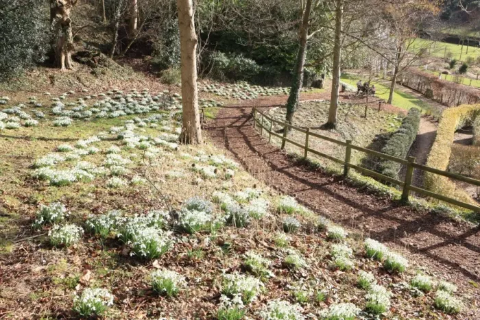 Framed Print : Painswick. Snowdrops at the Rococo Gardens Painswick Framed Print : Painswick. Snowdrops at the Rococo Gardens Painswick