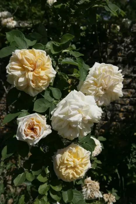 Framed Print : Rambler Roses Framed Print : Rambler Roses