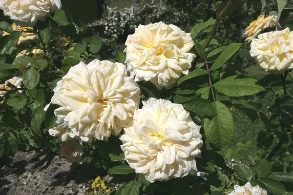 Rambler Roses