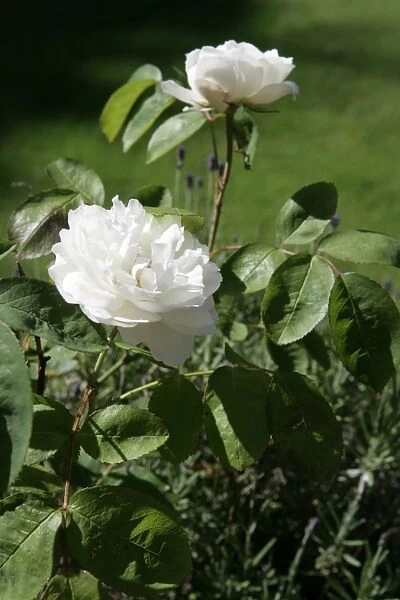 Rambler Roses ( GRUSS AN ZAUBERN )